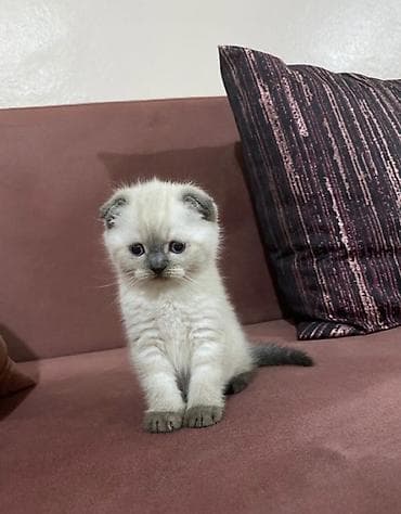 Скотиш Фолд (Шотландская вислоухая), 2 месяца, Мальчик, Приучена к лотку, Проглистована, С документами — 4
