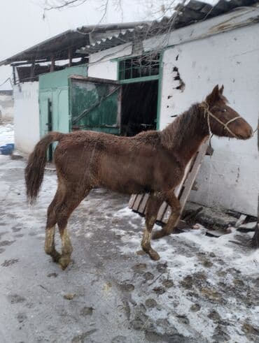 Услуги ветеринара: Продаю | Жеребенок | Полукровка | Рабочий | Племенные — 8