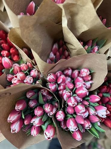луковица тюльпаны: Тюльпаны оптом только до 6марта ! Свежие хрустящие сортовые — 4