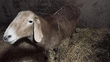 продажа пони: Продаю | Овца (самка) | Для разведения | Матка — 3