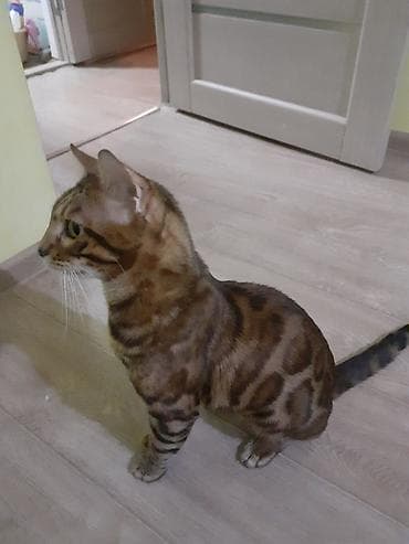 бенгальская домашняя кошка: Бенгал на вязку Особенности: - Крупные выразительные глаза, широкие — 7