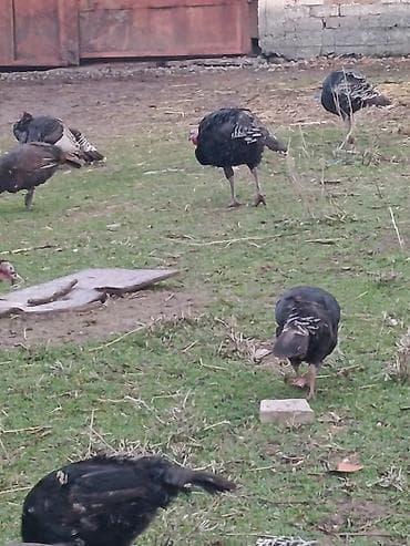 петух бойцовый: Продаю | Индюшка (самка) | Для разведения — 10