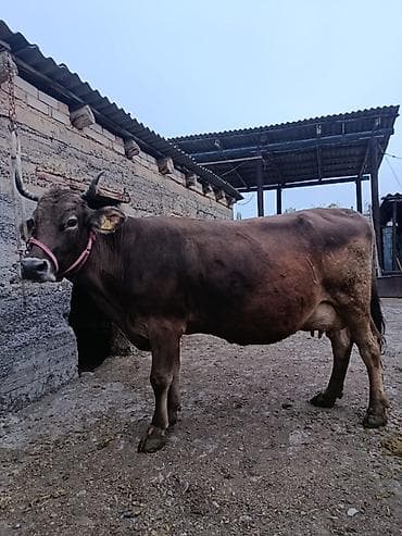 домашняя сова купить: Продаю | Корова (самка) | Для молока — 1