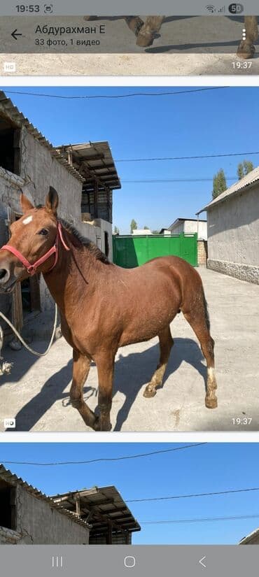 где можно купить немецкую овчарку: Сатам | Байтал | Ат спорту — 2