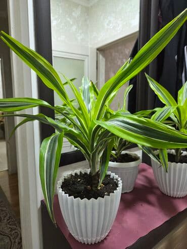 долларовый цветок: Антуриум (Anthurium andreanum) в декоративном горшке - Сорт с — 28