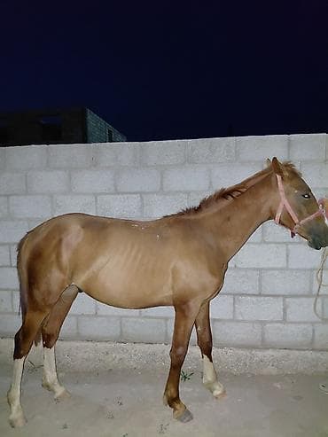 жылкы тай: Сатам | Жылкы (эркек) | Аргын | Ат спорту | Асыл тукумдуу — 7