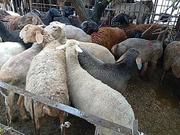 А/ч жаныбарларын сатам: Сатам | Ургаачы кой (ургаачы), Козу, Кочкор (эркек) | Гиссар, Аргын, Меринос | Союуга | Бычылган, Жасалма жол менен боозутуу, Ургаачы — 7