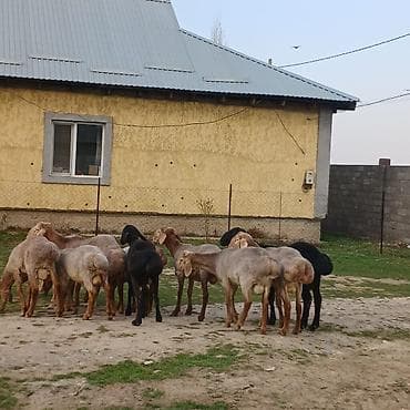 ярки: Продаю | Баран (самец) | Для разведения | Ярка — 7