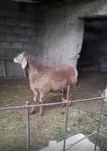 маленький баран: Продаю | Овца (самка) | На забой | Ярка — 4