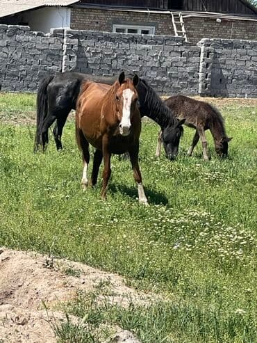в связи с переездом отдам попугая жако в добрые руки: Продаю | Жеребец | Для разведения — 9