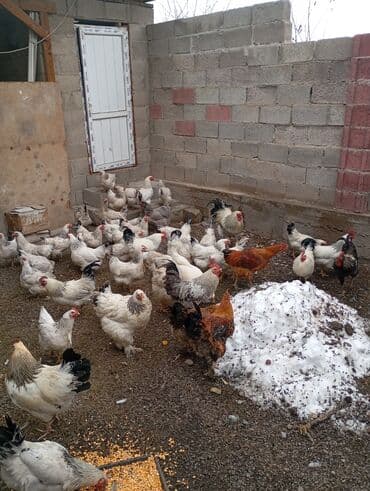купить бычков оптом: Продаю | Куры | Домашняя | Для разведения — 9