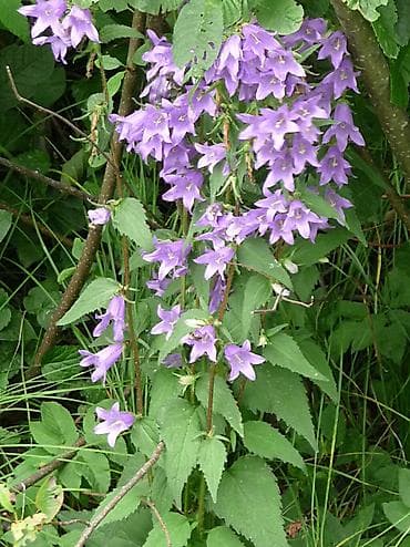 саженцы цветов: Саженцы — 6