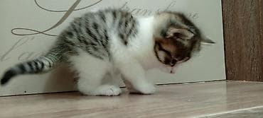 котята новорожденные: Котята, домашние, очень ласковые и игривые. - Окрас: один полностью — 4