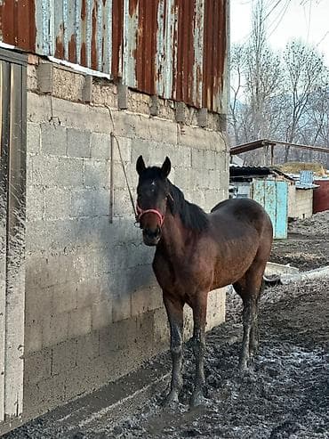 Продаю | Жеребец | Рабочий