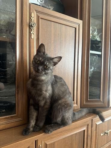 кошке: 1 год, Девочка, Приучена к лотку — 1