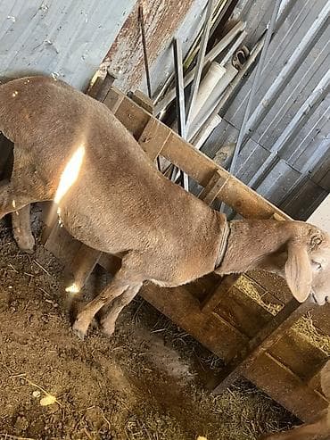 сова живая: Продаю | Овца (самка) | Для разведения | Ярка — 2