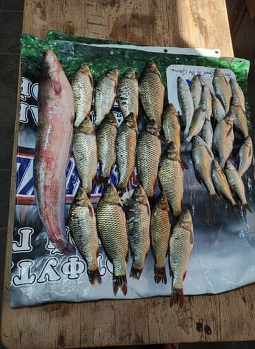 прибор ночного видения для охоты бу: 🎣 Организоваю выезды рыбалку по КЗ добавлять в группу Ватсапп пишите — 1