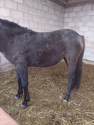 А\ч жаныбралары үчүн товарлар жана шаймандар: Сатам | Бээ (ургаачы) — 4