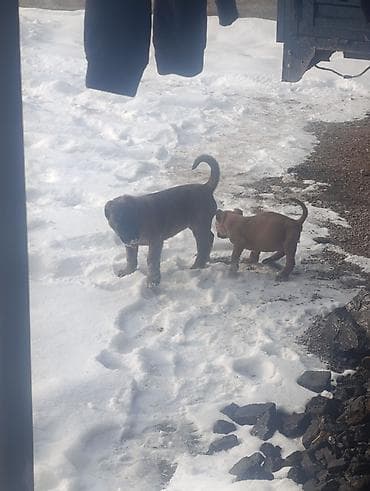 питбуль кабель: Продаю щенков большой Алабай сучька а Маленький пидбуль самец обмен — 2