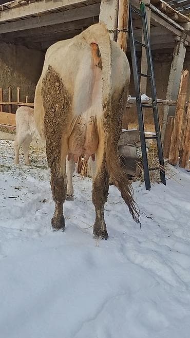 высокодойная корова: Продаю | Корова (самка) | Швицкая | Для молока | Искусственник — 3