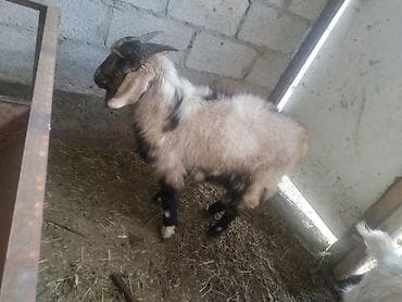 продам коз: Продаю | Коза (самка), Козёл (самец), Козлёнок | Нубийская, Битал, Камори | На забой, Для разведения, Для молока | Племенные, Котные, Осеменитель — 4