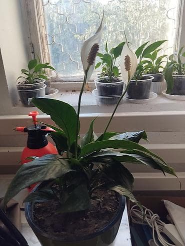 спатифиллюм: Спатифиллум (Spathiphyllum) в декоративных горшках - Комнатное — 2