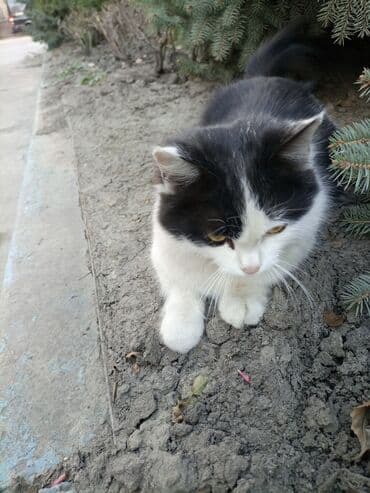 француский бульдог: Беспородная, 6 месяцев, Девочка, Биколор, Приучена к лотку — 5