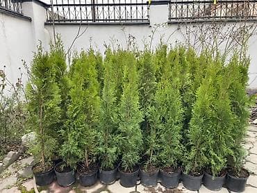 Туя западная (вероятно ‘Smaragd’/пирамидальная форма) в контейнерах