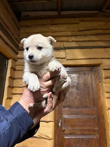 продажа щенков мопса: Отдаю в хорошие руки месячных 2 мальчика и 3 девочки. Мама хавчарик,а — 4