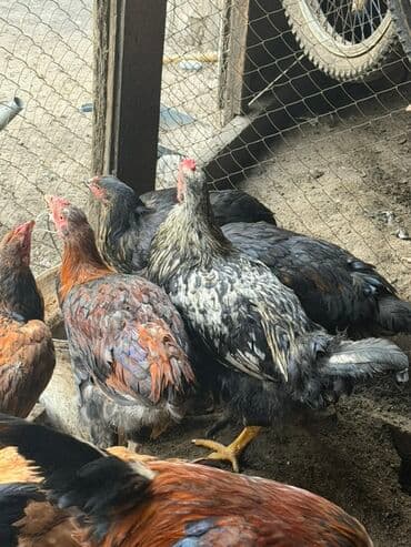 щенки хаски цена бишкек: Продаю | Петух | Для разведения — 5