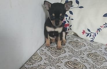 мини пу: Той-терьер, 1 месяц, Самец — 1