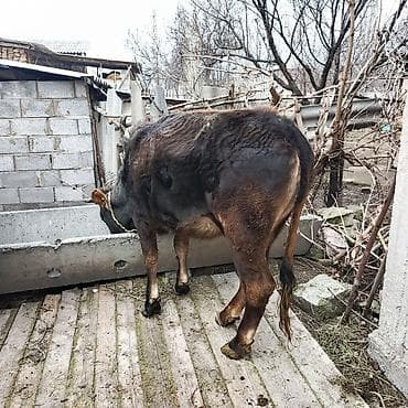 чк тай: 2 жаштык кунаажын сатылат — 1