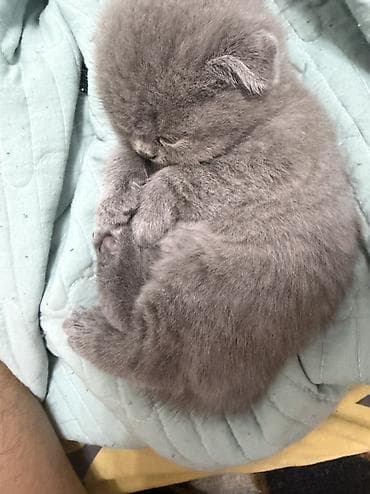 скоттиш фолд черный цена: Шотландские котята,(страйт и скотиш фолд) окрас голубой (blue) — 1