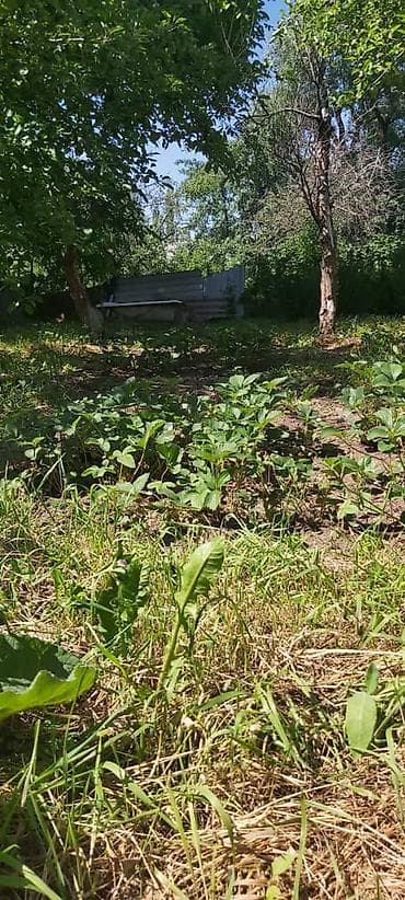 Продажа домов: Дача в Таш-Мойнок, ст. Дружба. - Участок 5 соток, ровный, ухоженная — 7