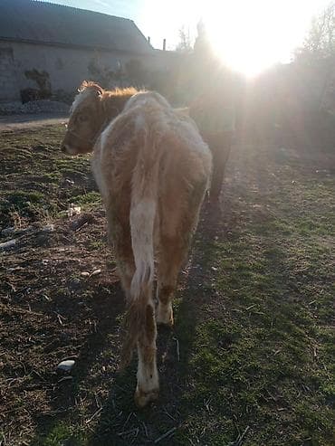 быки на племя: Продаю | Бык (самец) | Полукровка | На откорм | Привязанные — 2