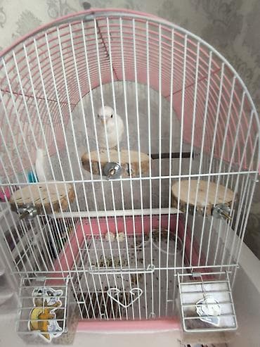 Зоотовары: Продаю Попугай белого цветы из породы волнистый,в подарок все игрушки — 2