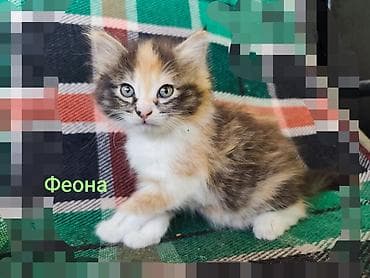 Мышыктар: Мышык бекер берилет: Породасыз, Ургаачы, Лотокко барууга үйрөтүлгөн — 1