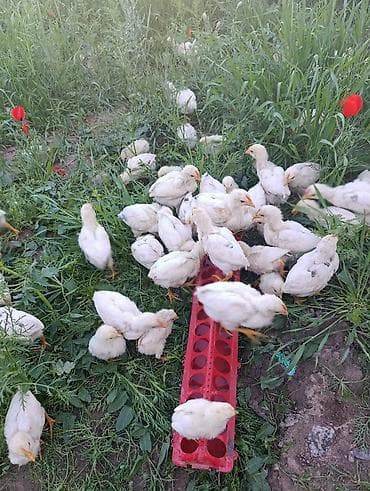 шерсть мериноса: Продаю | Цыплята | Хай-Лайн Соня Грей | На забой — 5