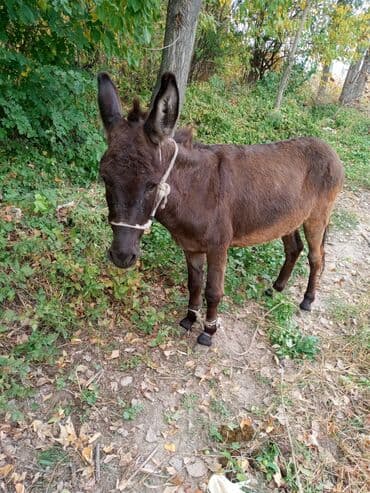 Аквариумы: Осёл, темно-каштановый окрас. Характеристики: - Пол: не указан — 1
