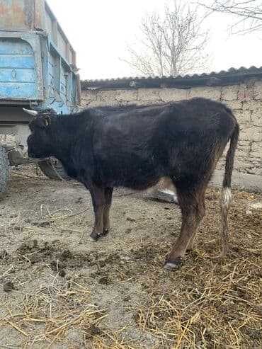 дойный апарат для коров: Продаю | Корова (самка), Бык (самец), Тёлка | На откорм, На забой, Для разведения | Привязанные — 5
