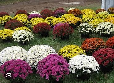 Үй жана бакча: Көчөттөр — 3