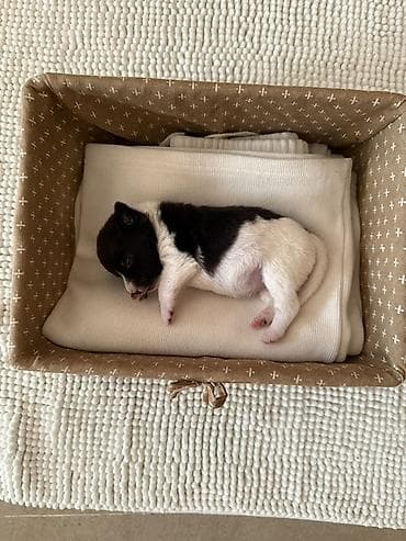 Иттер сатылат: 🐶 Пристраивается щенок только в добрые и ответственные руки. Пол — 4