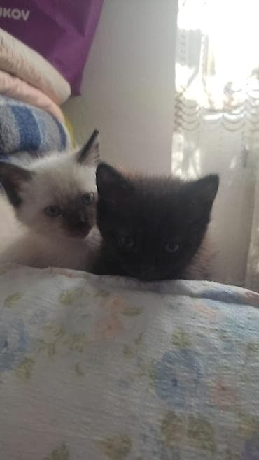 кошка британская вислоухая: Котята окраса пойнт и однотонный черный - Порода/тип: домуски с — 3