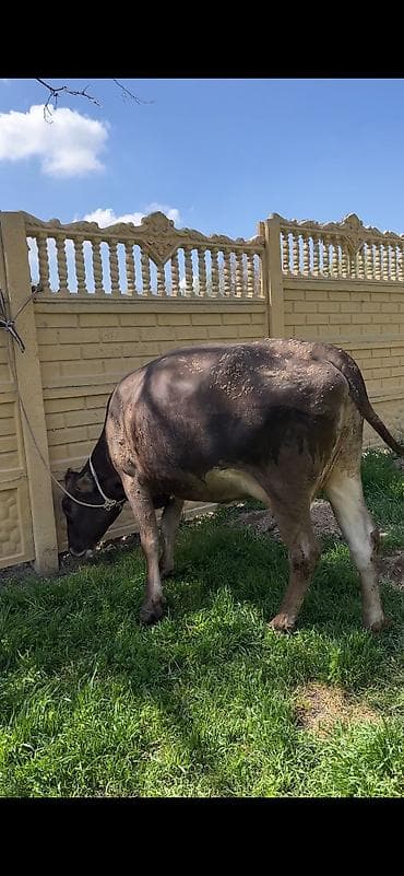 продаю мёд: Продаю | Корова (самка) | Для молока | Привязанные — 5