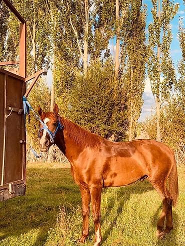 конный двор: Продаю | Конь (самец) | Дончак | Рабочий — 4