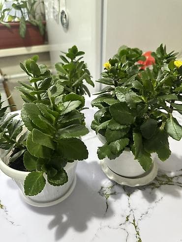 каланхоя: Каланхоэ цена 250 сом за горшок.В горшке по 3-5 ростков.Самовывоз - — 5