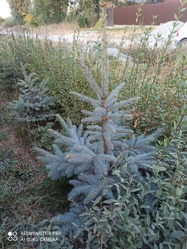 инструменты для сада: Ель голубая (Picea pungens ‘Glauca’) — декоративные саженцы для — 1