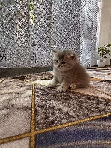 Шотландский вислоухий котёнок (скоттиш-фолд) - Окрас: кремово-серый
