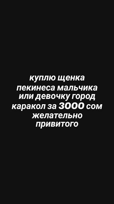 продаю мёд: Пекинес, 2 месяца, Самец, С прививкой — 1