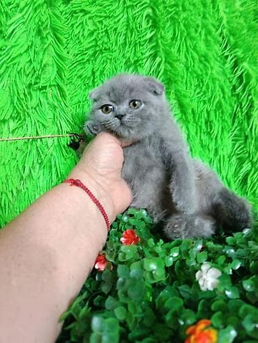 Мышыктар: Скотиш Фолд (Шотландиялык шалпаң кулак), 2 айлык, Ургаачы, Көгүлтүр — 1